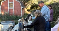 Say cheese: Gov. Gianforte vists veterans and Amaltheia Dairy as part of 56