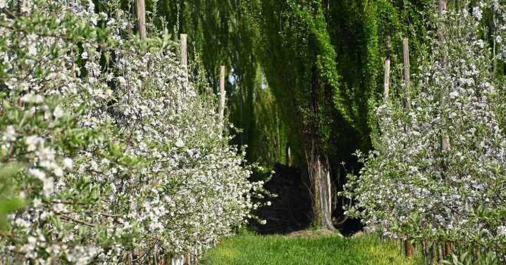 Fruticultura: a qué se debe el «corrimiento» o purga que preocupa a los productores de manzanas y peras de Río Negro y Neuquén