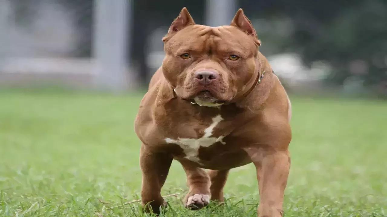 Chandigarh Bans Six Dog Breeds Including Pitbull, Rottweiler, and Bulldog Under New Pet Laws