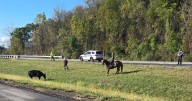 Wayward cow brings traffic to a standstill on western Pennsylvania highway