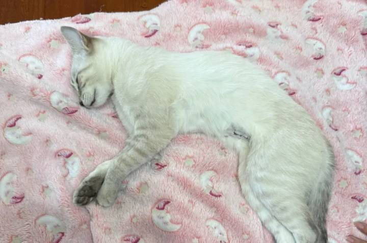 Llevaron a su gatita a una castración y se murió: deunciaron a dos veterinarias