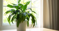 5 house plants that can help tackle mould problems this autumn and are easy to care for