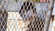 Capturan a pitbull que mordió a señor en Riberas 📸