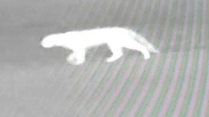 Pilar: suspenden actividades en un country por la presencia de un animal salvaje