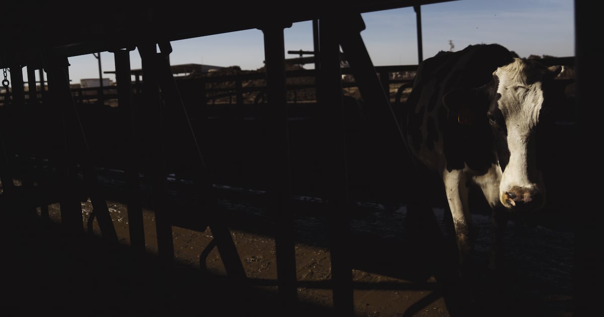 Las vacas del crimen organizado