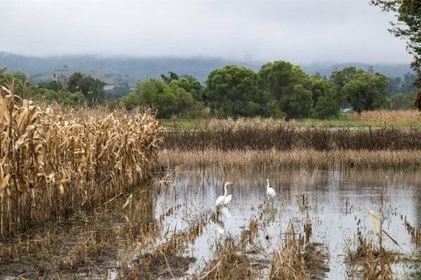 Estiman que la extorsión 'erosiona' 10% del campo