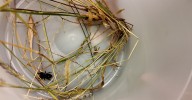 As temperatures drop, more spiders sneak into Indiana homes