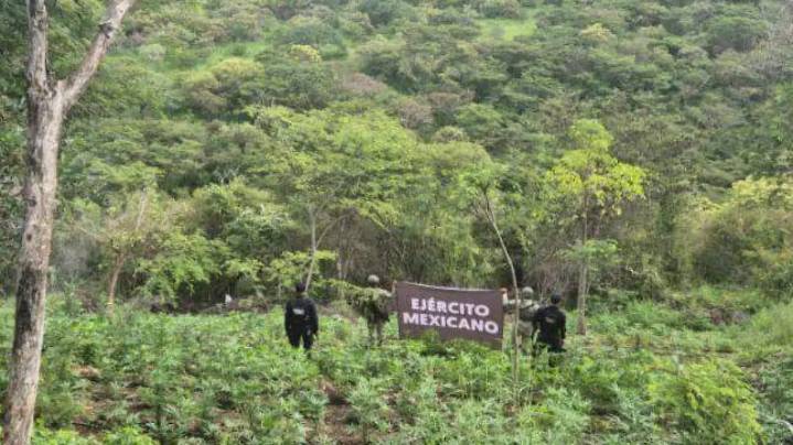 Realizan operativo y aseguran 9 mil plantas de marihuana en Turicato