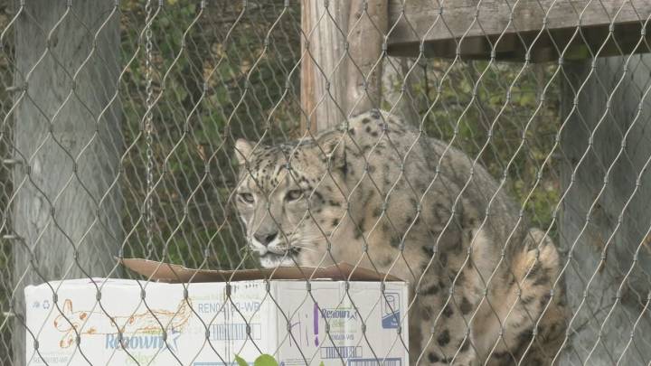 Lake Superior Zoo Welcomes Visitors For International Snow Leopard Day