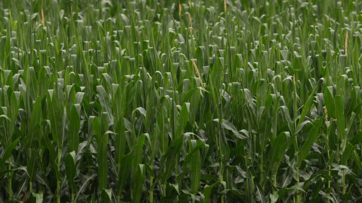 Arkansas congressman proposes bill to give immediate relief to farmers