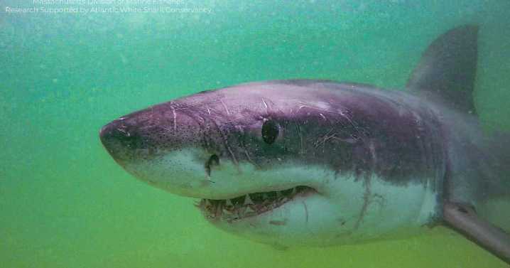 Experts expect great white shark surge in Cape Cod this fall