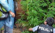 Prisión en suspenso y multa de $11 por tenencia simple de marihuana