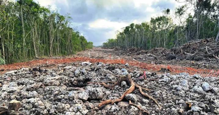 Ordenan la suspensión inmediata del Tren Maya en sentencia por ecocidio