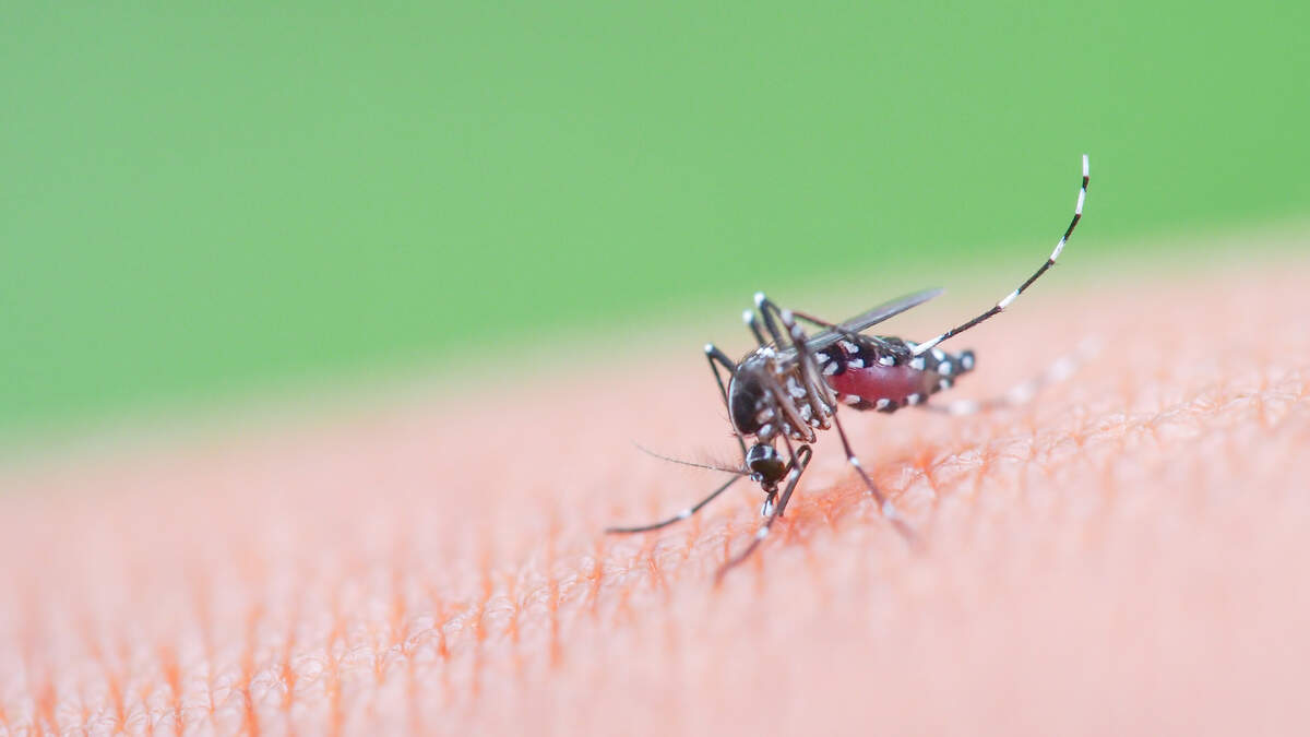 First Locally Acquired Case Of Chikungunya Virus In 5 Years Confirmed In US