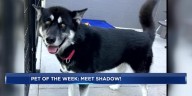Pet of the Week