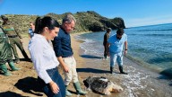 Liberan en la costa de Lorca una tortuga boba tras meses de curación de sus heridas