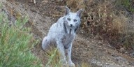 Impactante hallazgo en Jaén: captan por primera vez un lince ibérico blanco