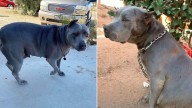 Pregnant Dog In California Escapes Chains And Finds Shelter Just Before It’s Too Late