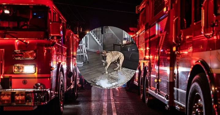 "En casa del herrero..." VIDEO: Perro en EU causa incendio con batería ¡en sala de bombero!