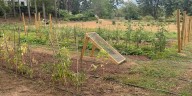 From classroom to campus: Florida A&M students grow ‘First Fruits’ garden