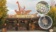 Indianapolis Zoo waited 11 days to report stolen tortoises to state cops