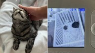 Baby Monitor Reveals A Furry Visitor Beside Sleeping Infant In South Carolina