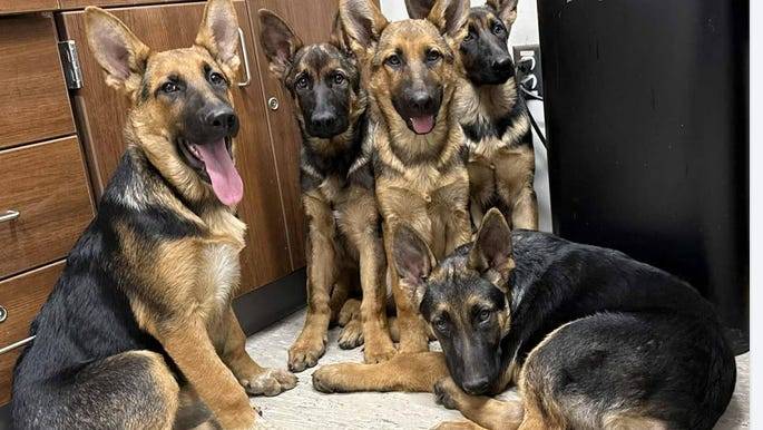 1 of 5 German shepherd puppies abandoned on M