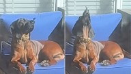 Mississippi Woman Films A Precious Moment Of Her Pup And A Butterfly Encounter