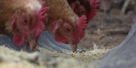 More bird flu detected in LaGrange County