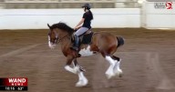 Horsing around: Springfield kicks off October with World Clydesdale Show