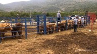 Contempla EU reducir ‘a cero’ la exportación de bovinos mexicanos a ese país en 2026