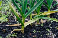 Ask a Master Gardener: Can garlic still be good if left in ground too long?