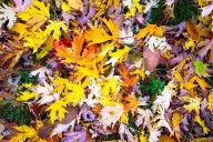 Why You Shouldn't Remove Leaves This Fall (Your Yard Will Thank You!)