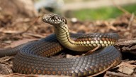 For Shahla Sherin and hundreds like her, Kerala finally declares snakebite a notifiable disease