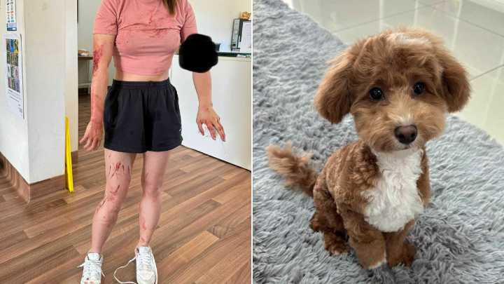 Five-month-old Maltipoo puppy mauled to death by three off-leash dogs at Auburn dog park in Western Sydney