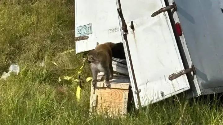 Autoridades en Misisipi mataron a varios monos que escaparon de camión que volcó: conductor dijo que estaban infectados