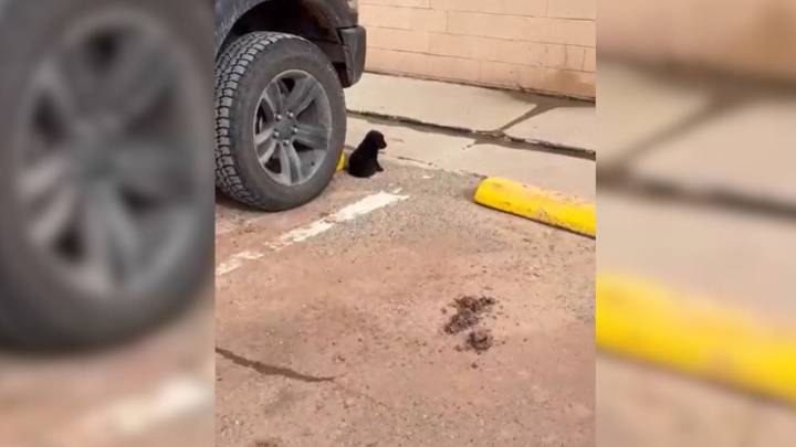 Arizona Pup Left In Store Lot Stares At Shoppers With Hope Until One Woman Stops