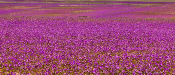 “Atacama se viste de colores: la floración que ocurre sólo cada varios años”