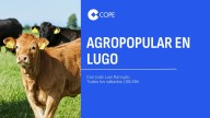 La información agraria en COPE Lugo: ganaderos y Administración se mantienen alerta para proteger la cabaña gallega de la Dermatosis Nodular