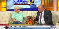 Pet of the Week: Meet Tawny