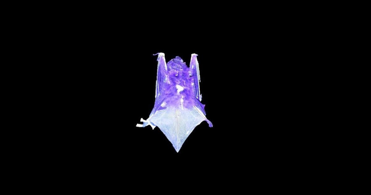 Certain species of bats can glow under UV light. Scientists don’t know why