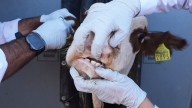Cuellar: Furloughed USDA inspectors can’t check for New World screwworm