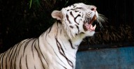 ¡Aún hay tiempo! Zoo de Morelia extiende registro al concurso de fotografía