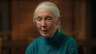 ‘You Are My Hero:’ Reese Witherspoon, Leonardo DiCaprio And More Paid Tribute To Jane Goodall Following Her Death