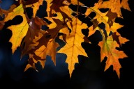 Where to see peak fall colors in Virginia