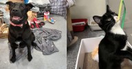 Scottish SPCA thanks generous Lanarkshire animal lovers after blanket appeal