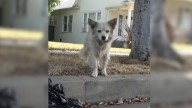 Pup Found Sick And Alone On California Streets Is Rushed To Safety In Emotional Rescue Mission