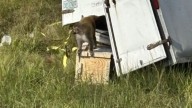 Monkeys At Large After Truck Transporting Monkeys Overturns In US' Mississippi Highway