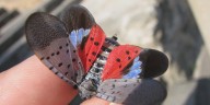 Iowans urged to watch for invasive insect