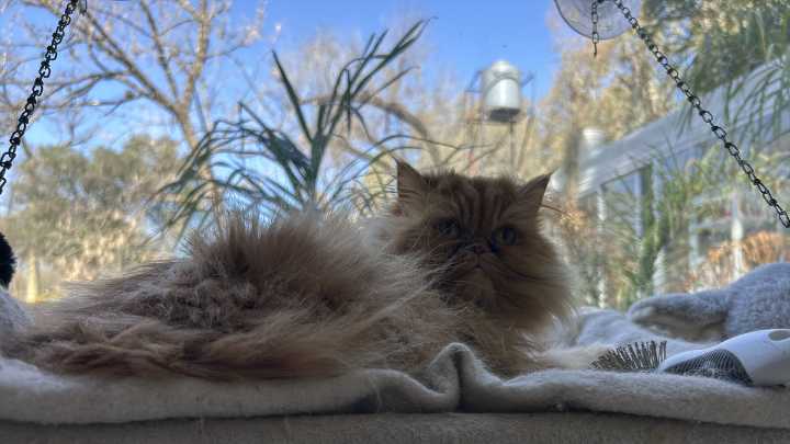 Pet Sitting by Cathy: un hotel para mascotas de lujo en Pilar